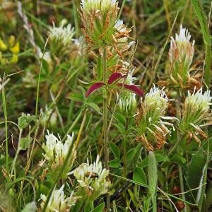 Photographie n°337982 du taxon Trifolium ochroleucon Huds. [1762]