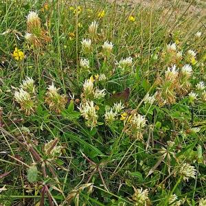 Photographie n°337983 du taxon Trifolium ochroleucon Huds. [1762]