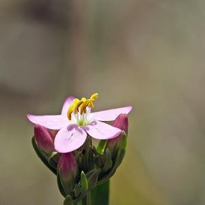 Photographie n°337985 du taxon Centaurium erythraea Rafn [1800]