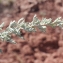  Liliane Roubaudi - Artemisia caerulescens subsp. gallica (Willd.) K.M.Perss. [1974]