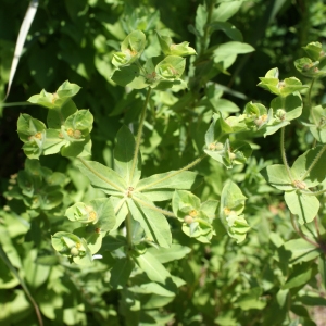Photographie n°338123 du taxon Euphorbia hirsuta L. [1759]