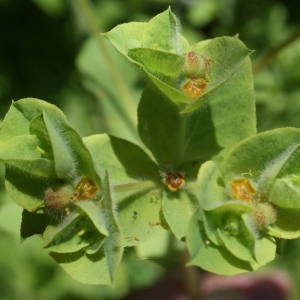 Photographie n°338124 du taxon Euphorbia hirsuta L. [1759]