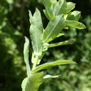 Photographie n°338126 du taxon Euphorbia hirsuta L. [1759]