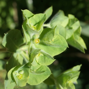 Photographie n°338127 du taxon Euphorbia hirsuta L. [1759]