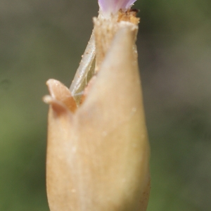 Photographie n°338132 du taxon Petrorhagia prolifera subsp. nanteuilii (Burnat) O.Bolòs & Vigo [1974]