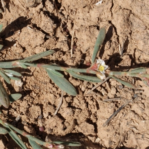 Photographie n°338140 du taxon Polygonum romanum subsp. balearicum Raffaelli & L.Villar [1988]