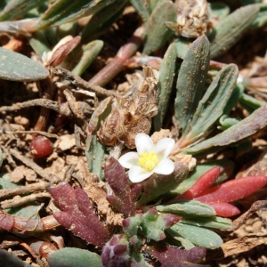 Photographie n°338141 du taxon Polygonum romanum subsp. balearicum Raffaelli & L.Villar [1988]