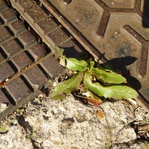 Photographie n°338179 du taxon Lactuca serriola L. [1756]