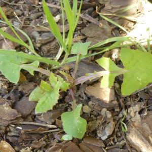 Photographie n°338210 du taxon Sonchus oleraceus L. [1753]