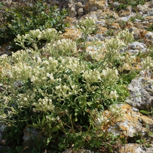 Photographie n°338214 du taxon Silene mollissima subsp. velutina (Loisel.) Maire [1805]