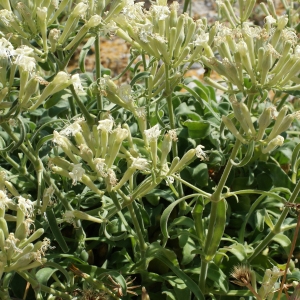 Photographie n°338216 du taxon Silene mollissima subsp. velutina (Loisel.) Maire [1805]