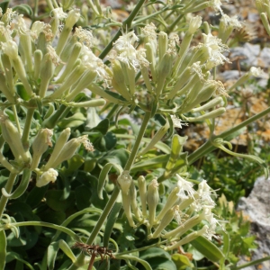 Photographie n°338217 du taxon Silene mollissima subsp. velutina (Loisel.) Maire [1805]