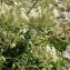  Liliane Roubaudi - Silene mollissima subsp. velutina (Loisel.) Maire [1805]