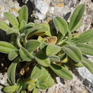 Photographie n°338219 du taxon Silene mollissima subsp. velutina (Loisel.) Maire [1805]