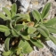  Liliane Roubaudi - Silene mollissima subsp. velutina (Loisel.) Maire [1805]