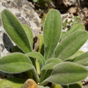 Photographie n°338220 du taxon Silene mollissima subsp. velutina (Loisel.) Maire [1805]