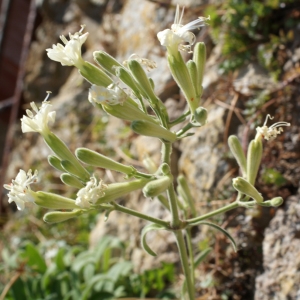 Photographie n°338221 du taxon Silene mollissima subsp. velutina (Loisel.) Maire [1805]