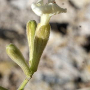 Photographie n°338222 du taxon Silene mollissima subsp. velutina (Loisel.) Maire [1805]