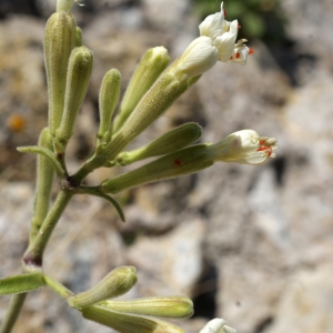 Photographie n°338223 du taxon Silene mollissima subsp. velutina (Loisel.) Maire [1805]