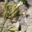  Liliane Roubaudi - Silene mollissima subsp. velutina (Loisel.) Maire [1805]