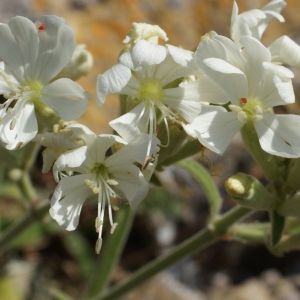 Photographie n°338224 du taxon Silene mollissima subsp. velutina (Loisel.) Maire [1805]