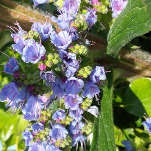 Photographie n°338227 du taxon Echium pininana Webb & Berthel.