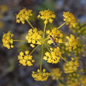 Photographie n°338241 du taxon Kundmannia sicula (L.) DC. [1830]