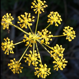 Photographie n°338242 du taxon Kundmannia sicula (L.) DC. [1830]