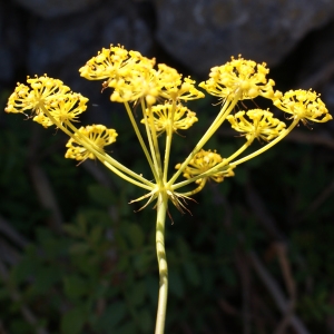 Photographie n°338244 du taxon Kundmannia sicula (L.) DC. [1830]