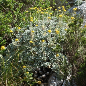 Photographie n°338259 du taxon Helichrysum ambiguum (Pers.) C.Presl [1826]