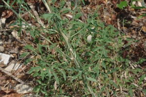 Jean-Luc Gorremans, le 18 juin 2015 (Villeneuve-lès-Avignon (Garrigue de la falaise))