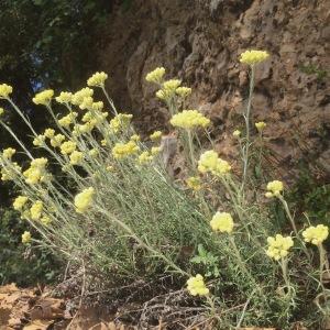 Photographie n°338293 du taxon Helichrysum stoechas (L.) Moench [1794]