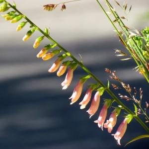 Photographie n°338305 du taxon Digitalis L. [1753]