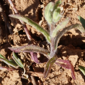 Photographie n°338331 du taxon Pulicaria vulgaris Gaertn. [1791]