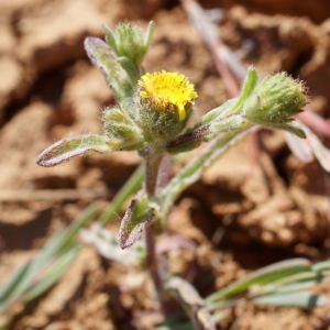 Photographie n°338332 du taxon Pulicaria vulgaris Gaertn. [1791]