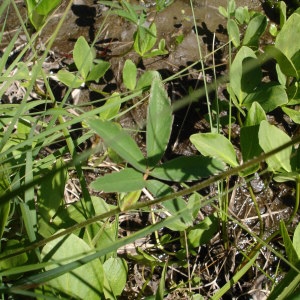 Photographie n°338346 du taxon Comarum palustre L. [1753]