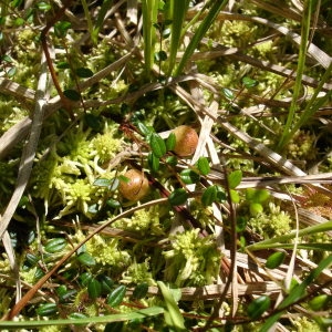 Photographie n°338348 du taxon Vaccinium oxycoccos L. [1753]