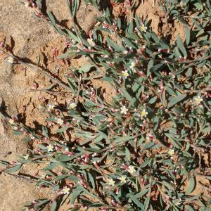  - Polygonum romanum subsp. balearicum Raffaelli & L.Villar [1988]