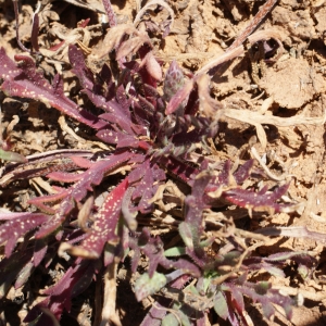 Plantago weldenii var. purpurascens (Nyman) Gamisans