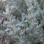  Liliane Roubaudi - Artemisia caerulescens subsp. gallica (Willd.) K.M.Perss. [1974]