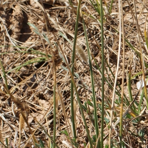 Photographie n°338426 du taxon Carex divisa Huds. [1762]