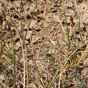 Photographie n°338427 du taxon Carex divisa Huds. [1762]