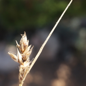 Photographie n°338428 du taxon Carex divisa Huds. [1762]