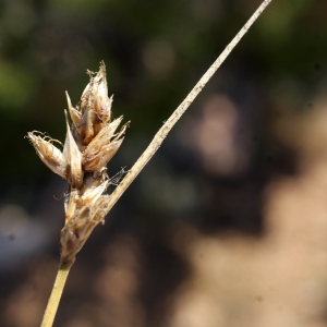 Photographie n°338429 du taxon Carex divisa Huds. [1762]