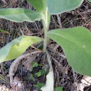 Photographie n°338471 du taxon Verbascum thapsus L. [1753]