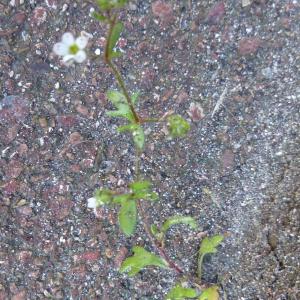 Photographie n°338493 du taxon Saxifraga tridactylites L. [1753]