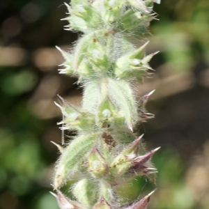 Photographie n°338503 du taxon Sideritis romana L. [1753]