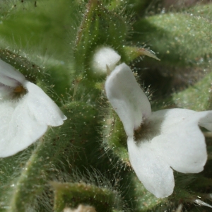 Photographie n°338511 du taxon Sideritis romana L. [1753]