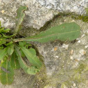 Photographie n°338536 du taxon Picris hieracioides L. [1753]