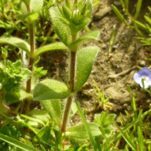 Photographie n°338538 du taxon Cerastium glomeratum Thuill. [1799]